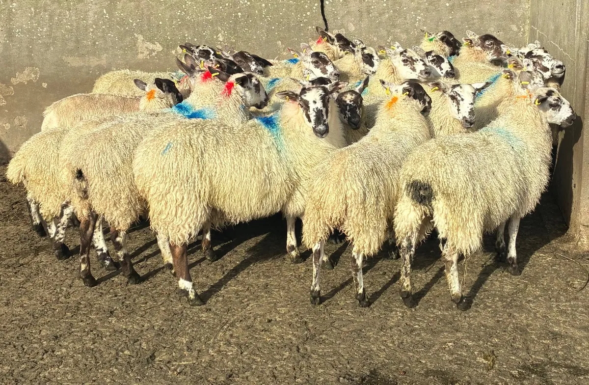 Mule Ewe Lambs for sale - Image 2