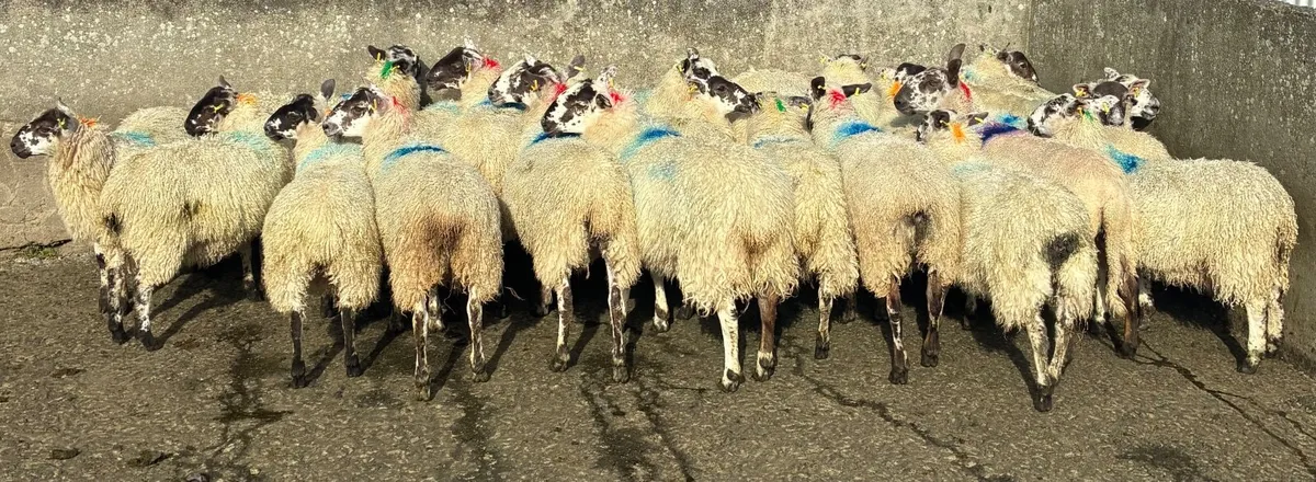 Mule Ewe Lambs for sale - Image 1