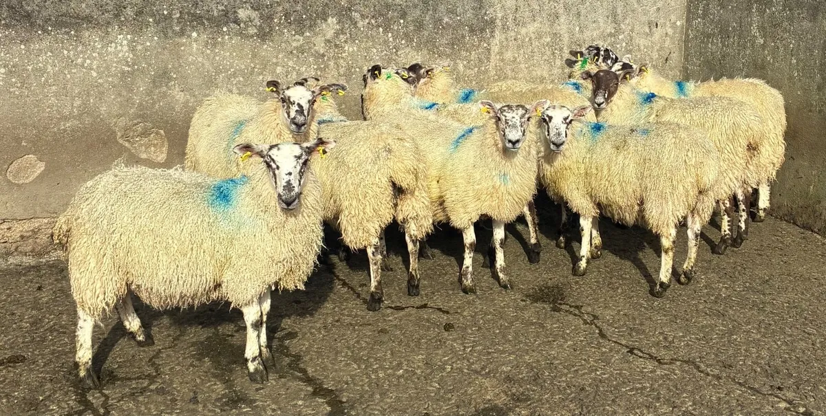 Mule Ewe Lambs for sale - Image 4