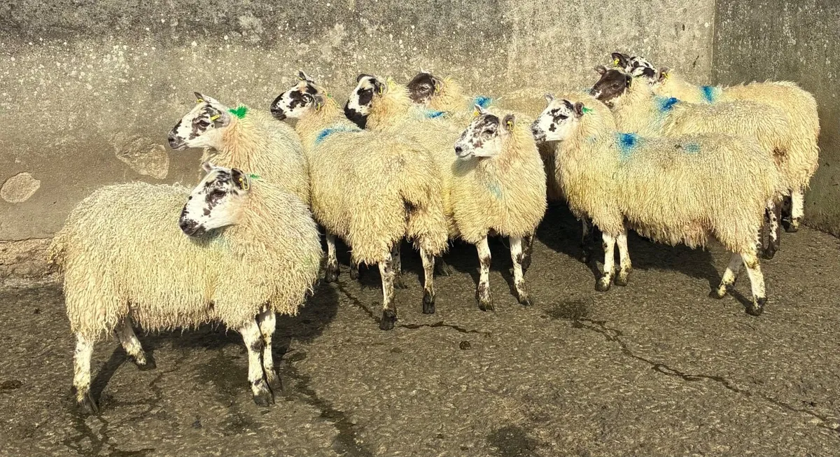 Mule Ewe Lambs for sale - Image 3