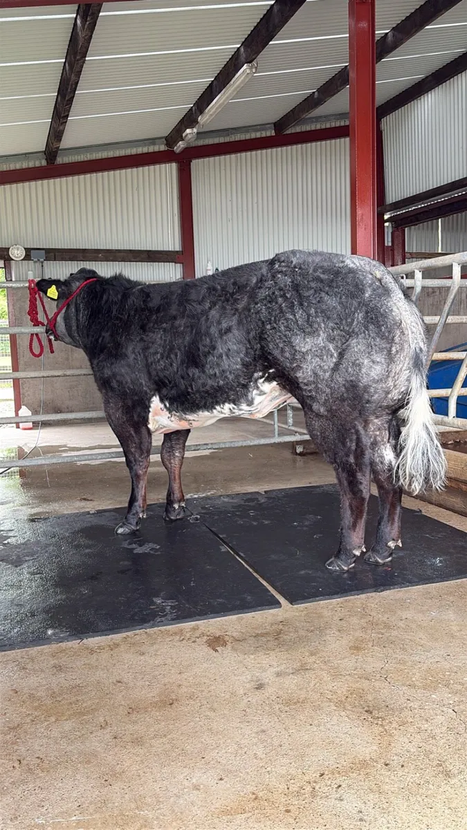 Breeding Heifers - Image 4