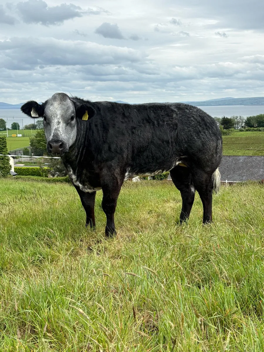 Breeding Heifers - Image 1