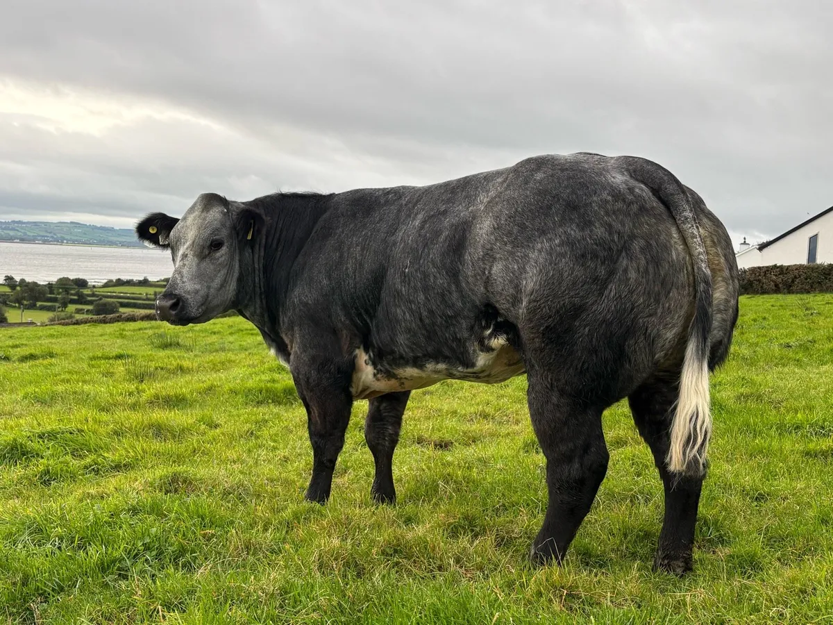 Breeding Heifers - Image 2