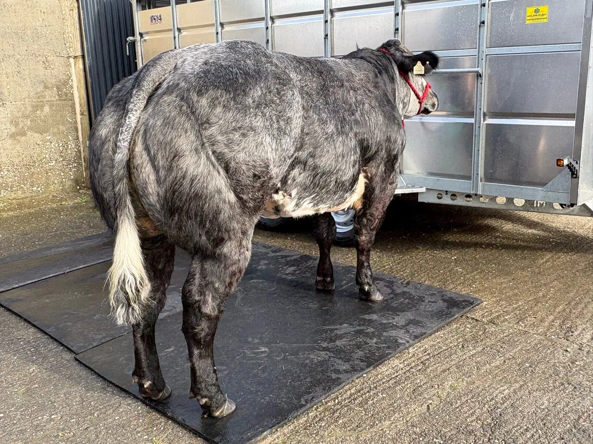 Breeding Heifers - Image 3