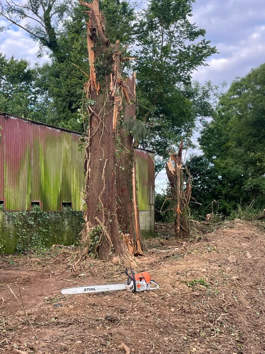 Tree shearing/mulching - Image 2