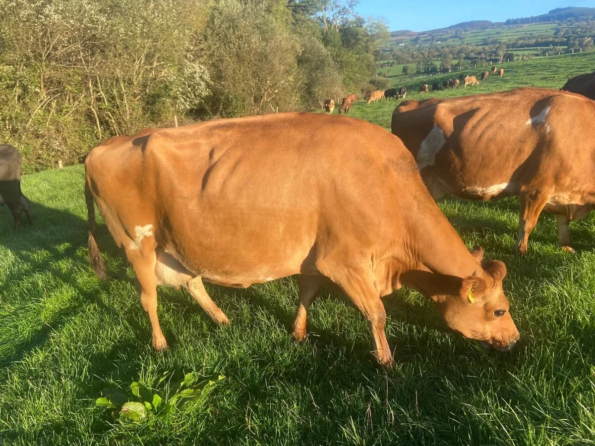 Cows - Image 1
