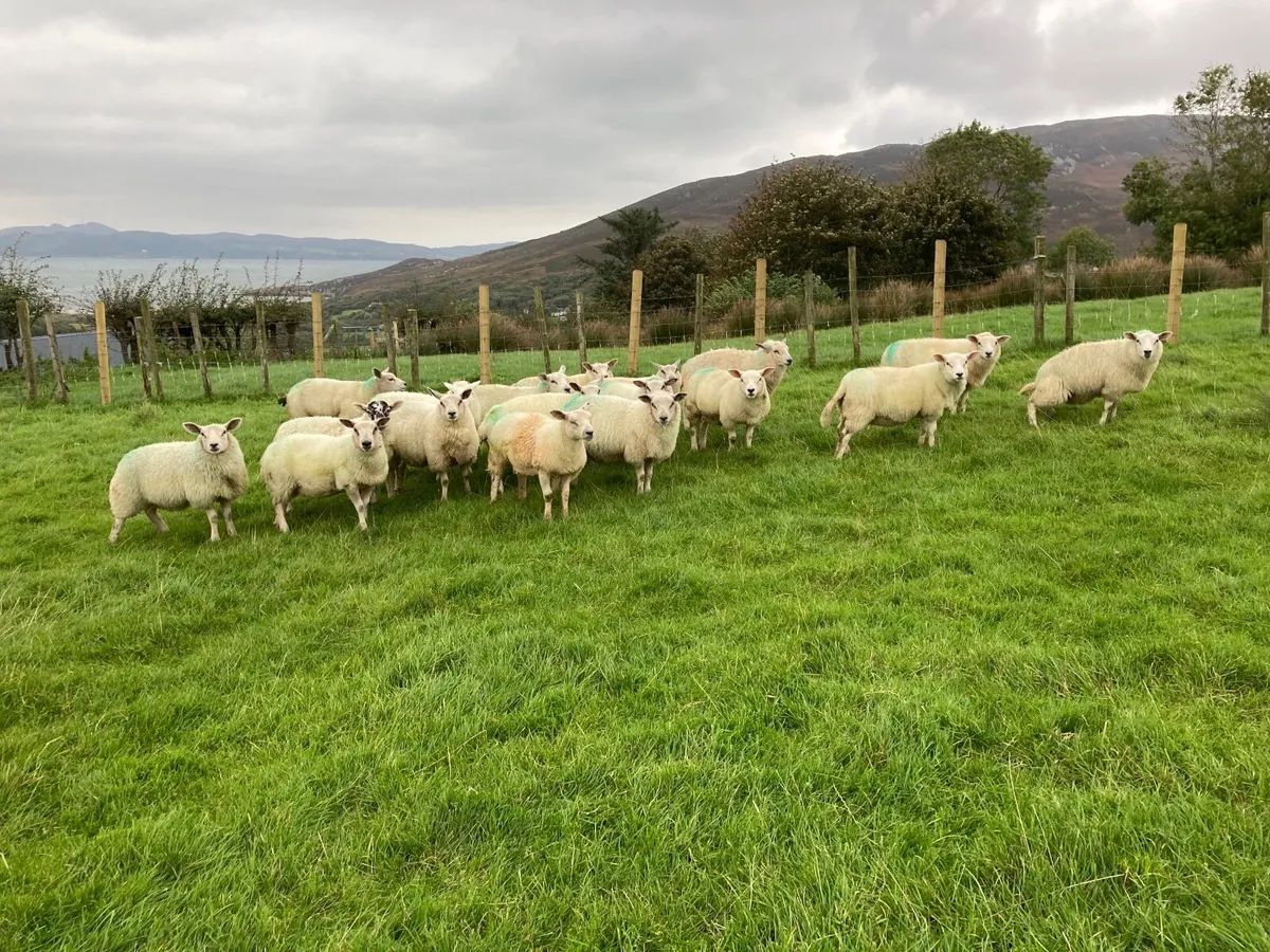 Ewe lambs - Image 1