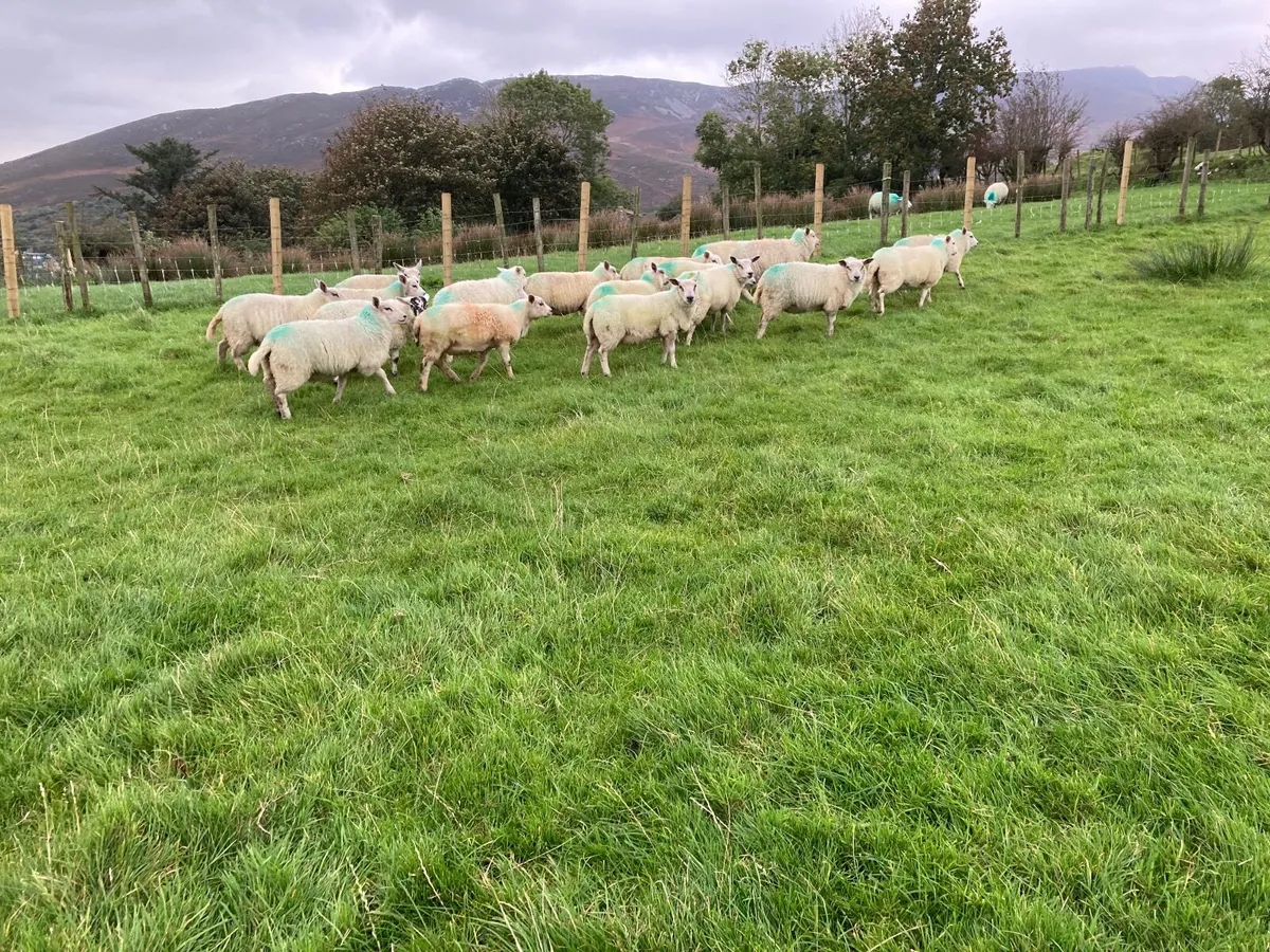 Ewe lambs - Image 2