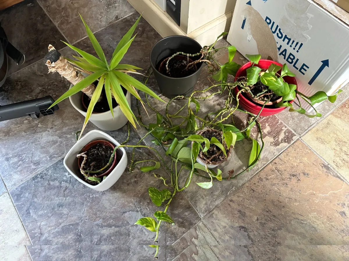 A few left - FREE to take! Indoor Green Plants