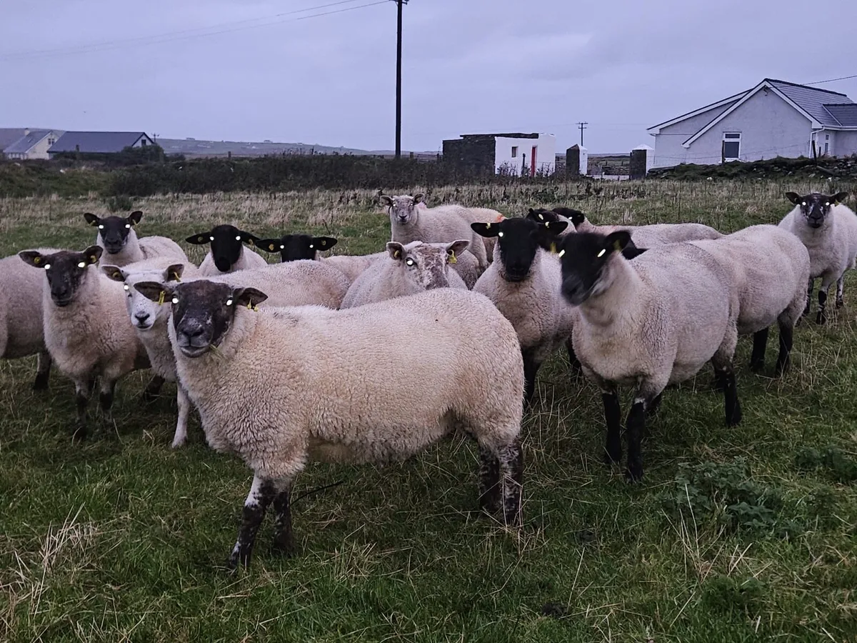 30 Super Hoggets - Image 1