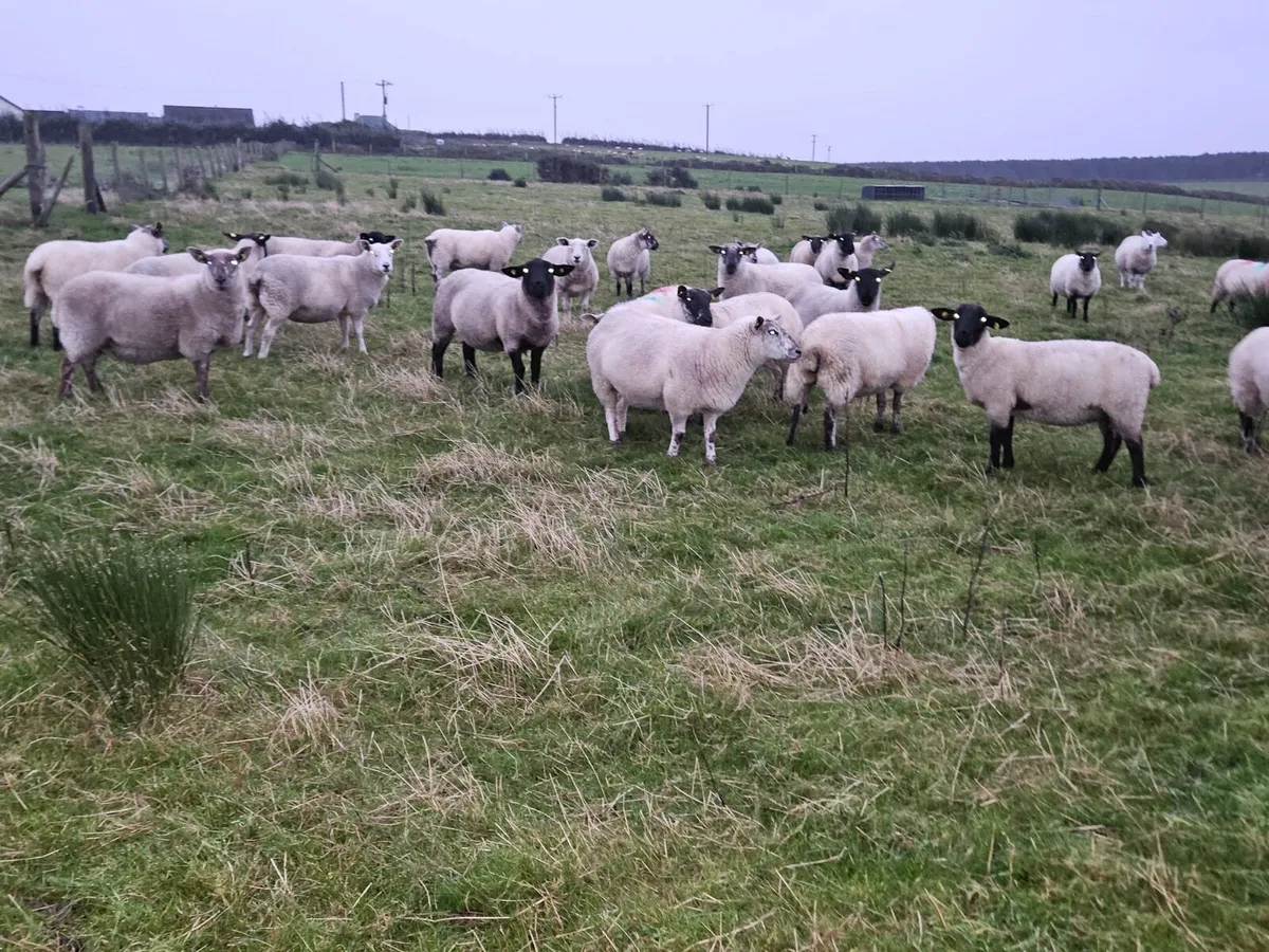 30 Super Hoggets - Image 2