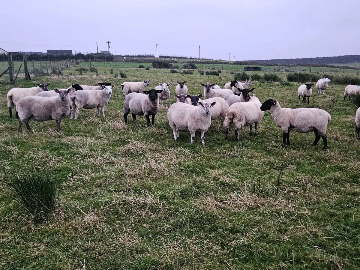 30 Super Hoggets - Image 3