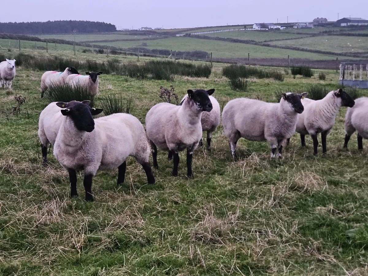 30 Super Hoggets - Image 4