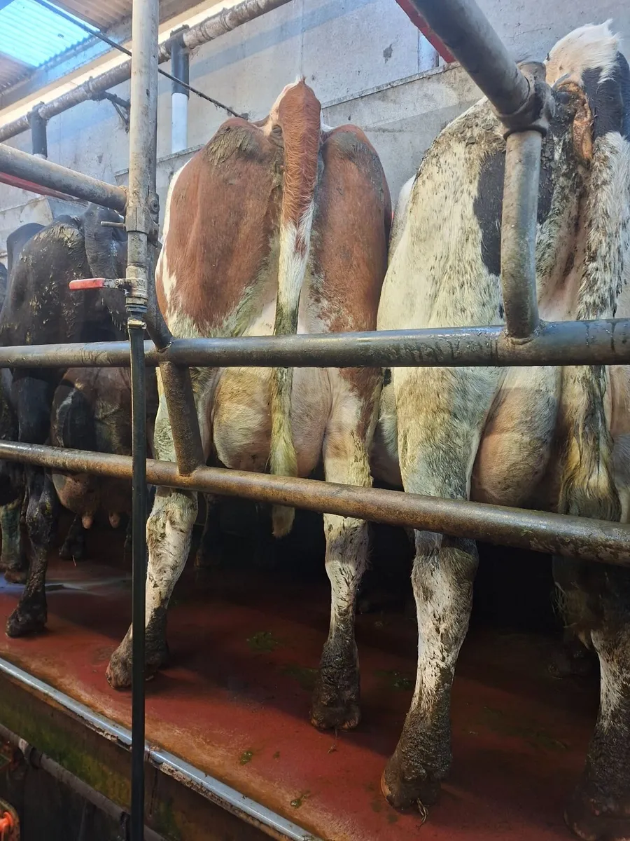 Empty milking cows - Image 1