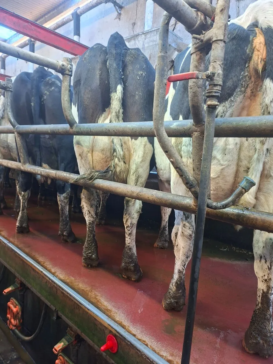 Empty milking cows - Image 2