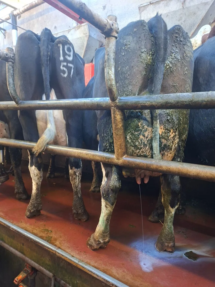 Empty milking cows - Image 3