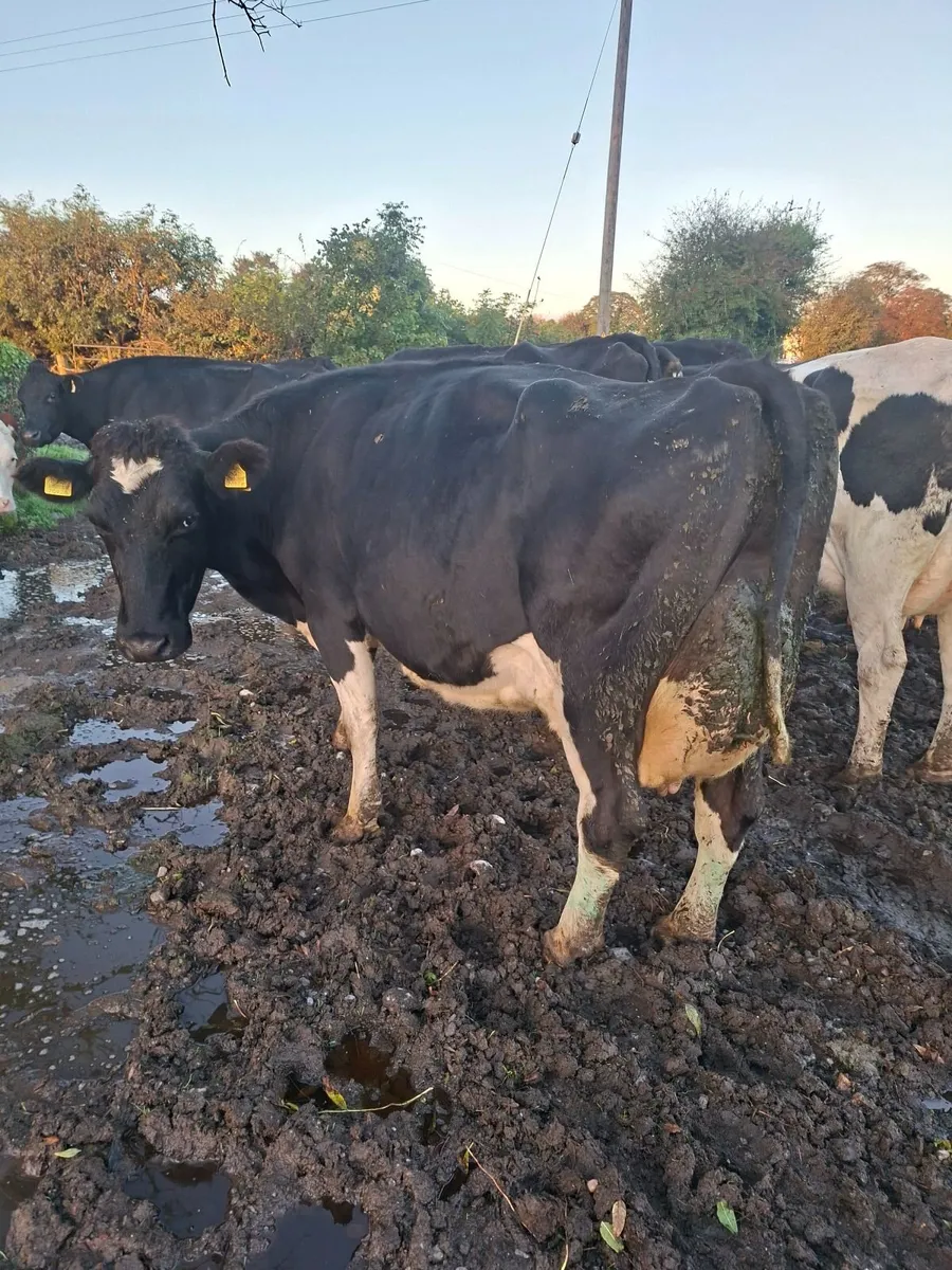 Empty milking cows - Image 4