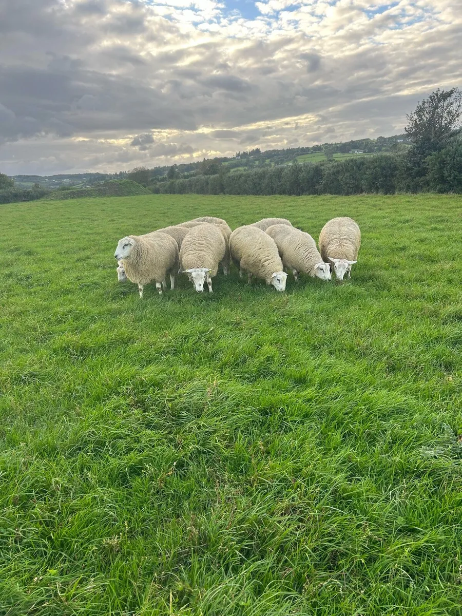 Purebred belclare ram lambs - Image 1