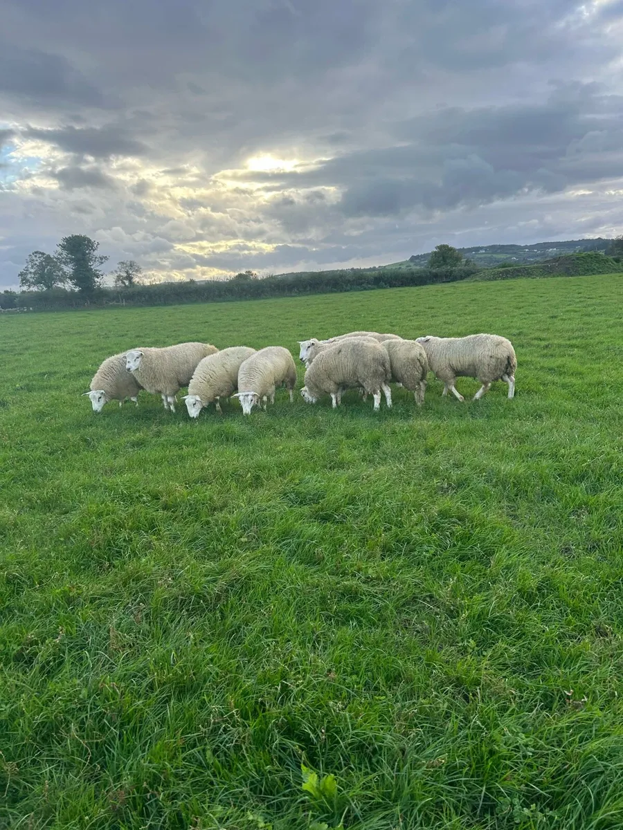 Purebred belclare ram lambs - Image 2