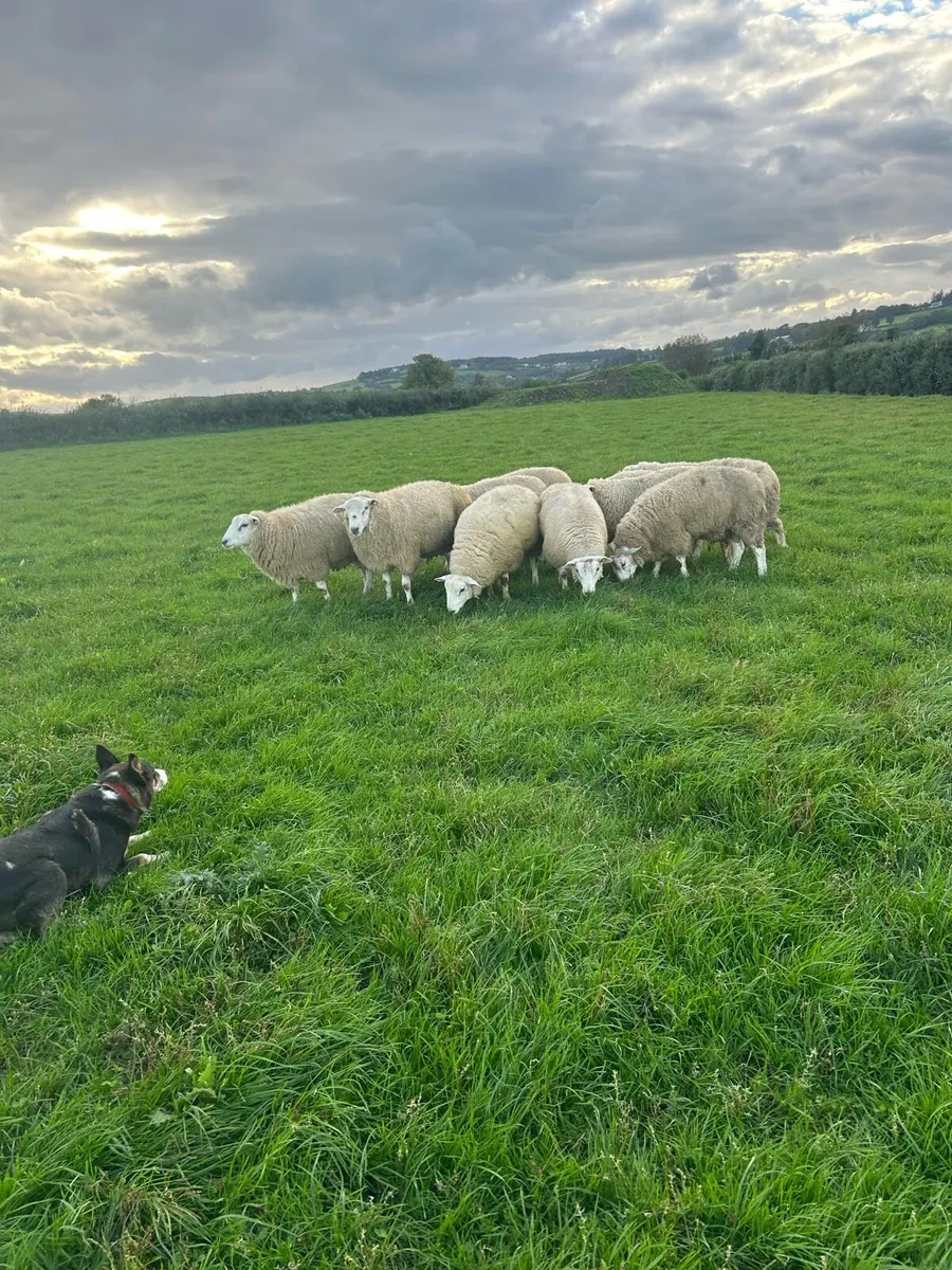 Purebred belclare ram lambs - Image 3