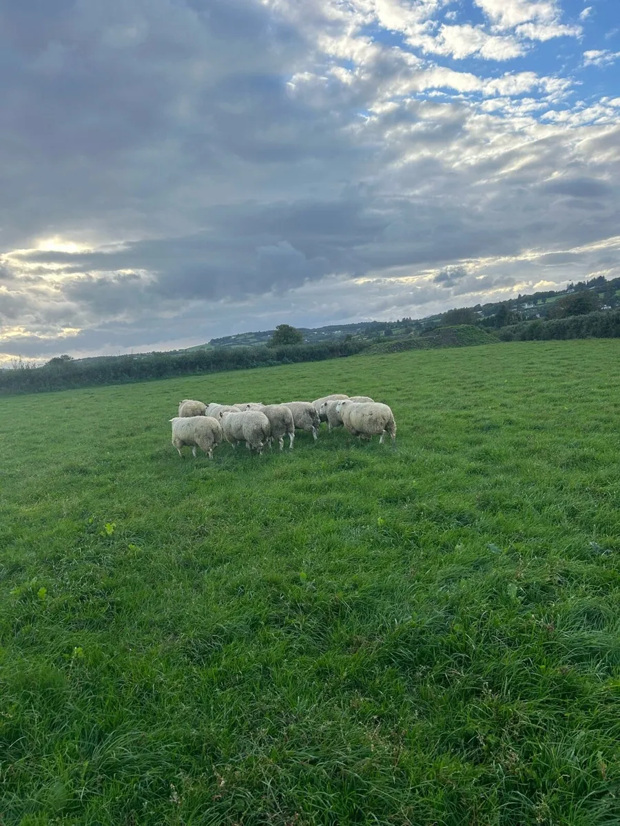 Purebred belclare ram lambs - Image 4