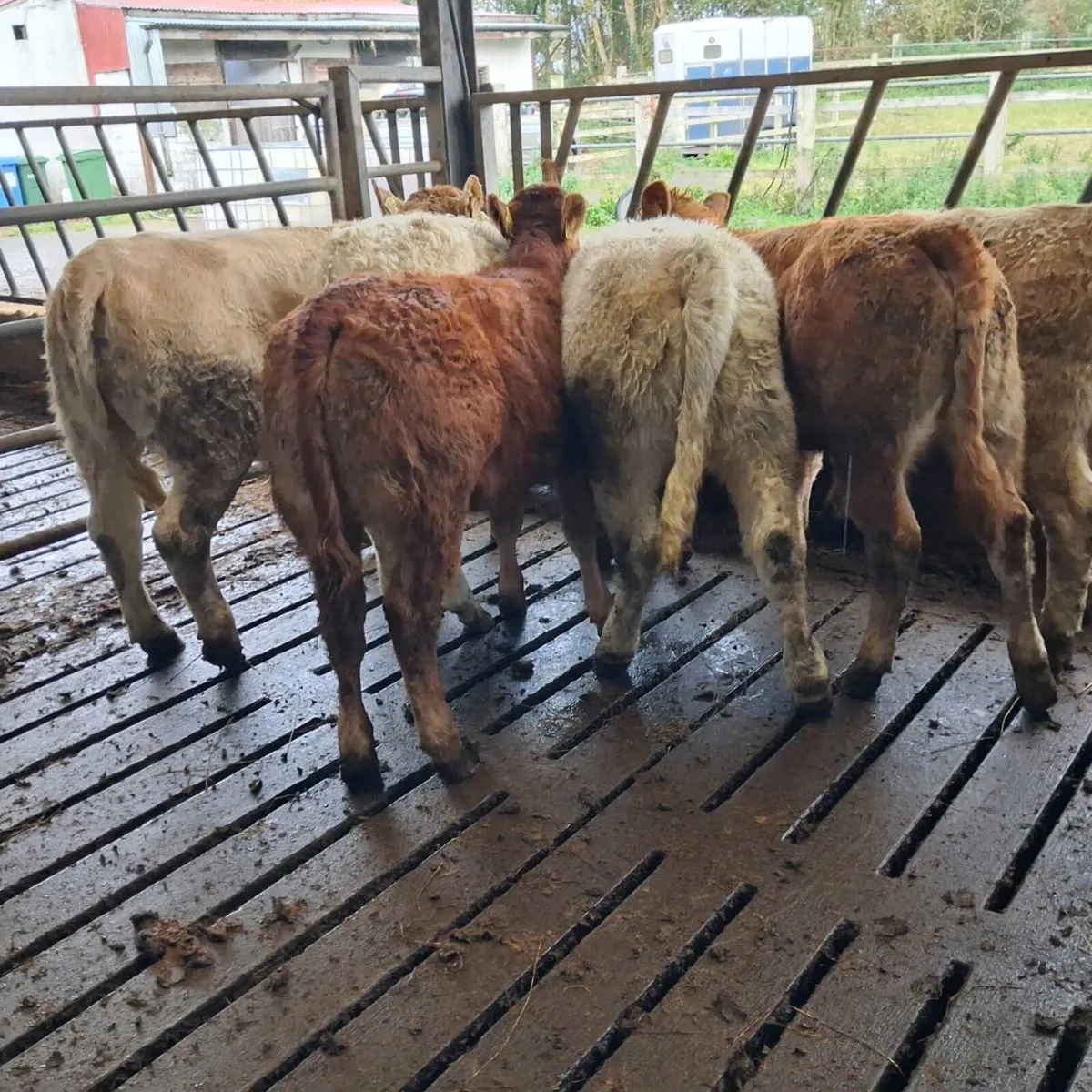 6 Heifer weanlings - Image 1