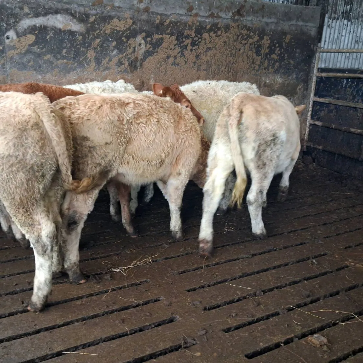 6 Heifer weanlings - Image 2