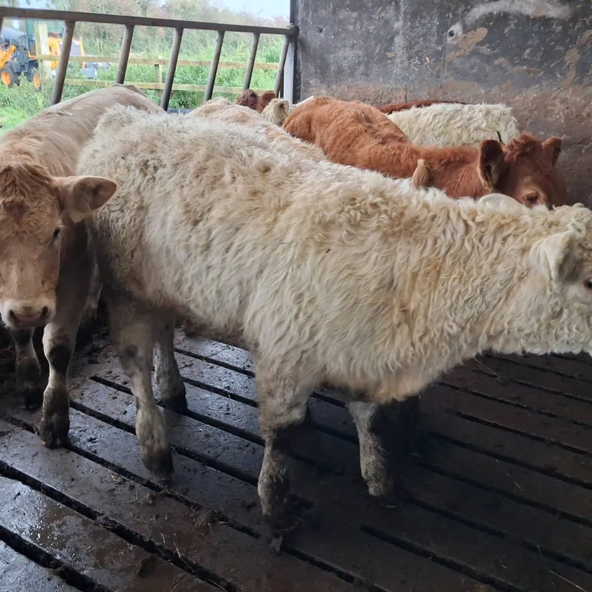 6 Heifer weanlings - Image 3