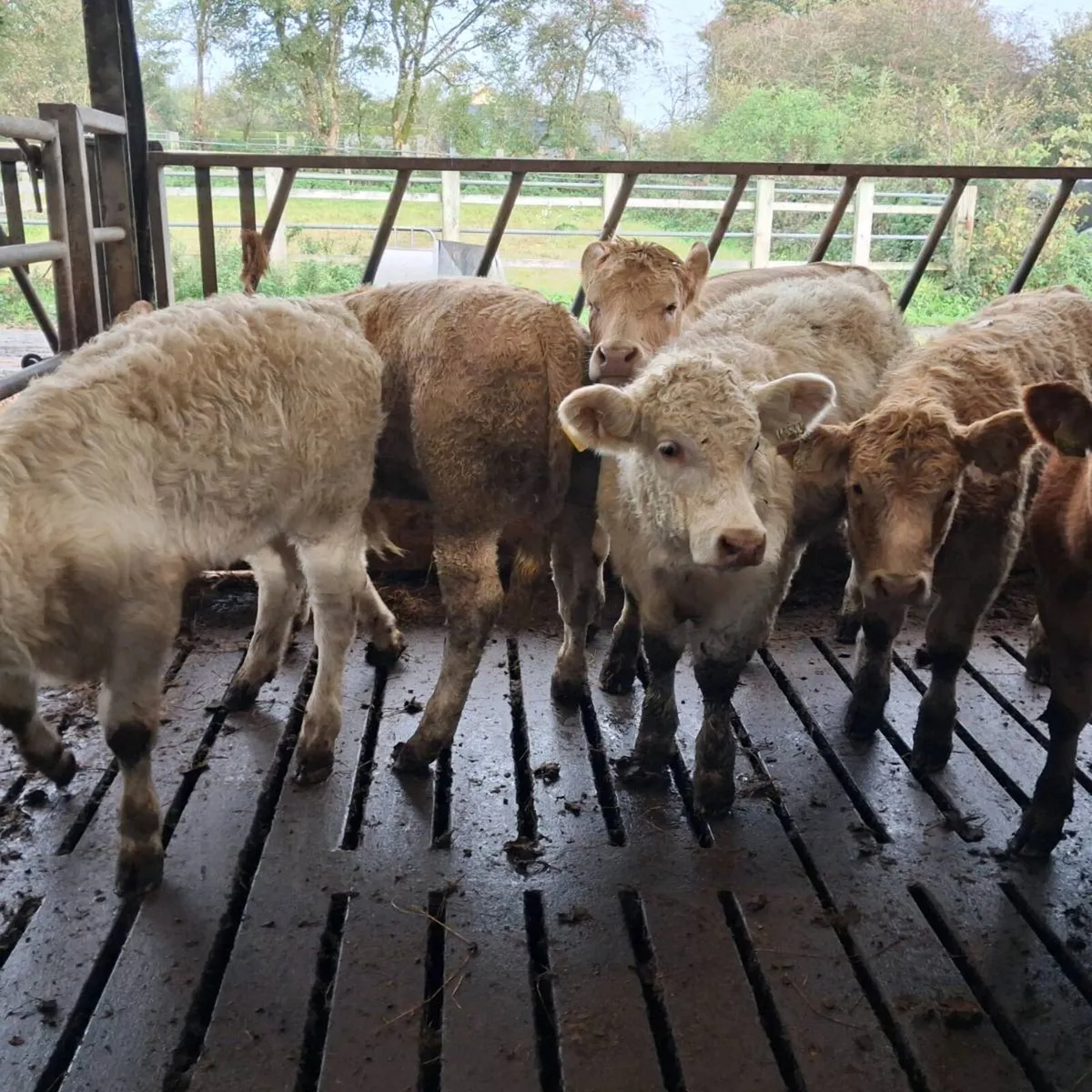 6 Heifer weanlings - Image 4