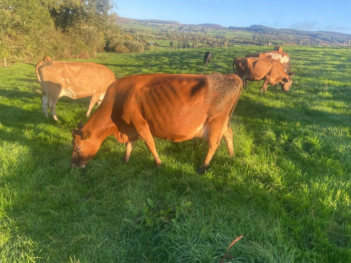 Cows - Image 2