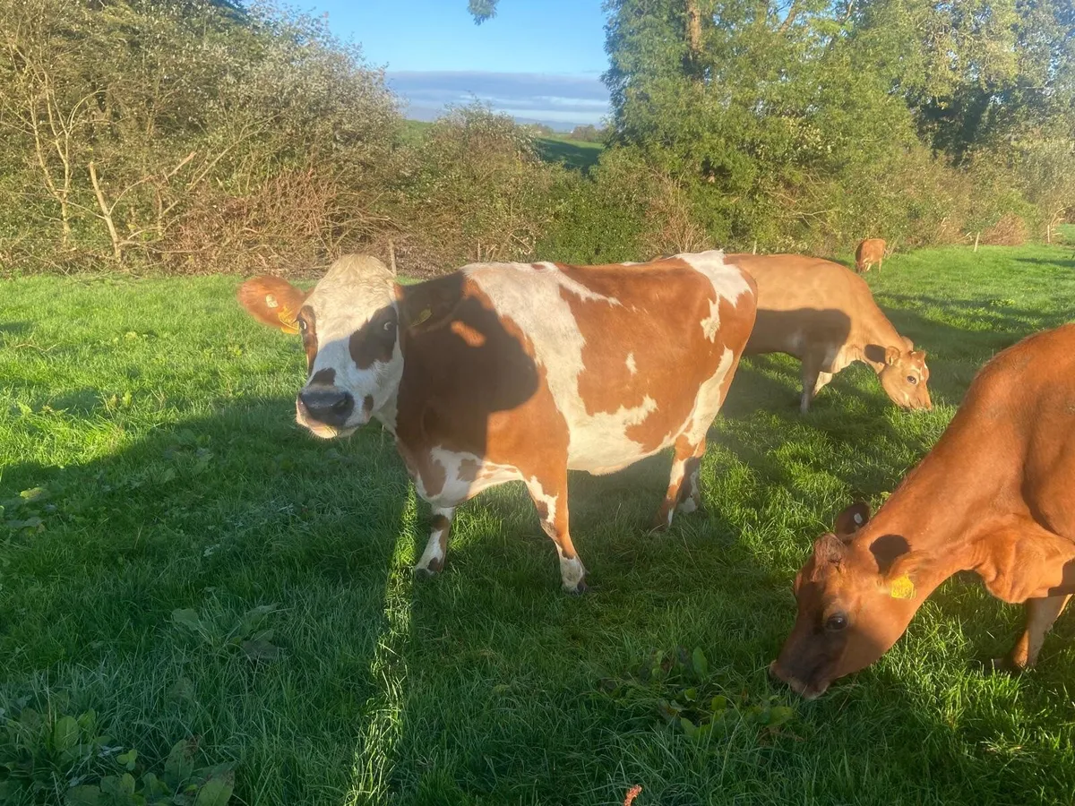 Cows - Image 3