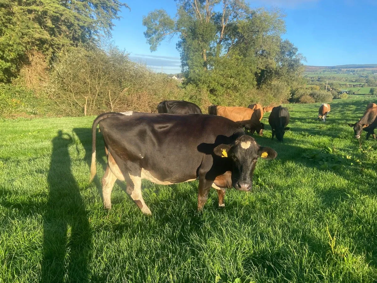 Cows - Image 4