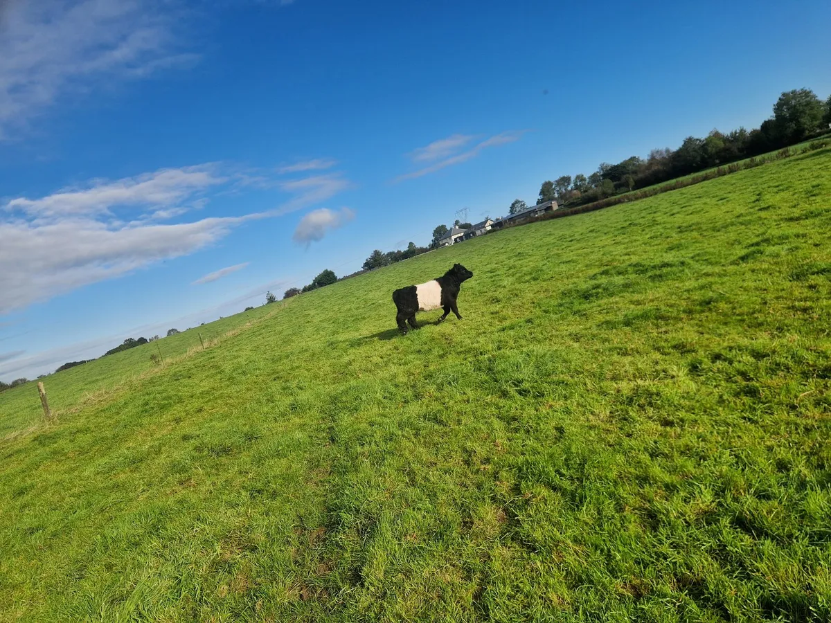 Organic Cattle - Image 2