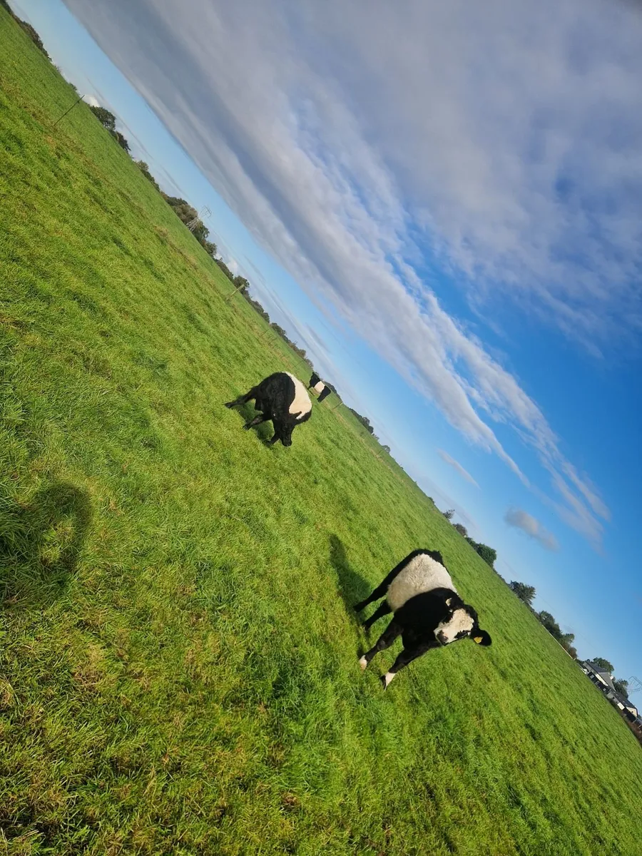 Organic Cattle - Image 1