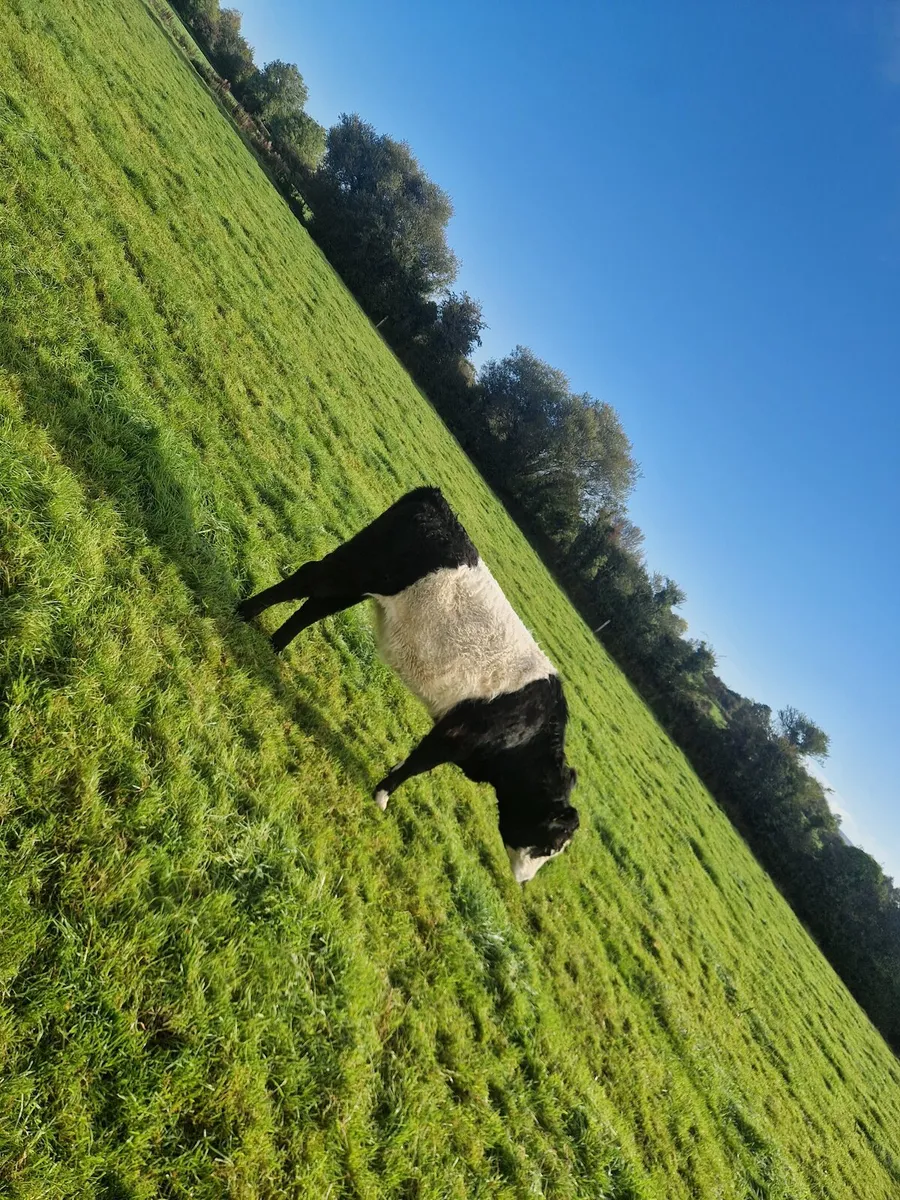 Organic Cattle - Image 3