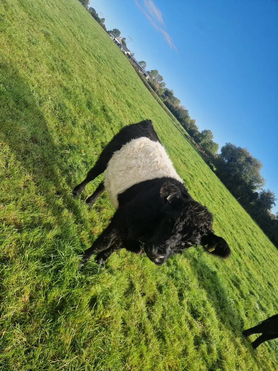 Organic Cattle - Image 4