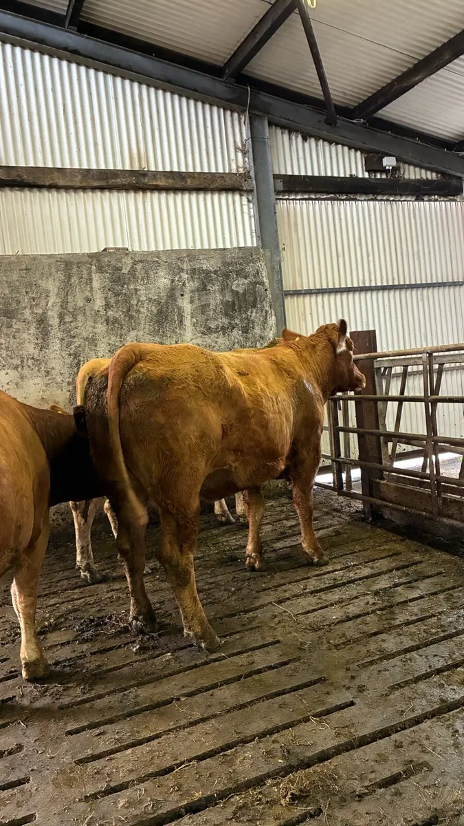 ⭐️3 In Calf Limousin Heifers⭐️ - Image 1