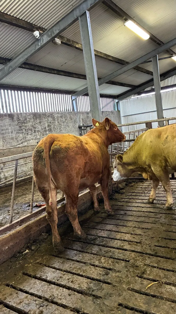 ⭐️3 In Calf Limousin Heifers⭐️ - Image 2