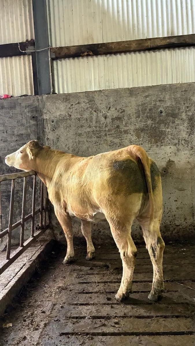 ⭐️3 In Calf Limousin Heifers⭐️ - Image 3