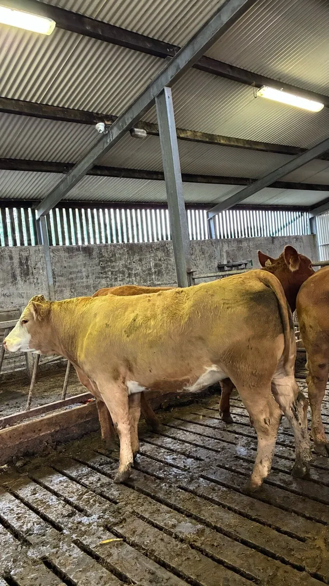 ⭐️3 In Calf Limousin Heifers⭐️ - Image 4