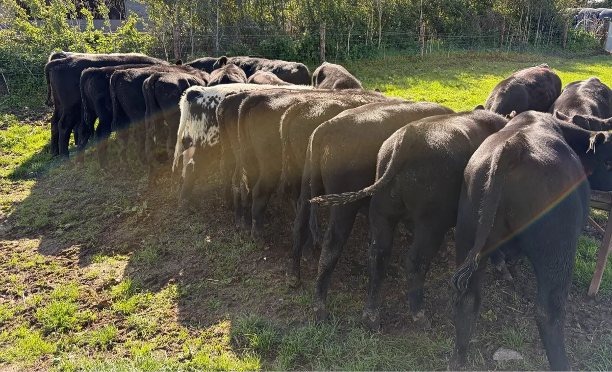 Aberdeen Angus Bulls and Heifers - Image 3