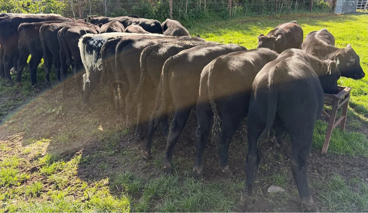 Aberdeen Angus Bulls and Heifers - Image 2