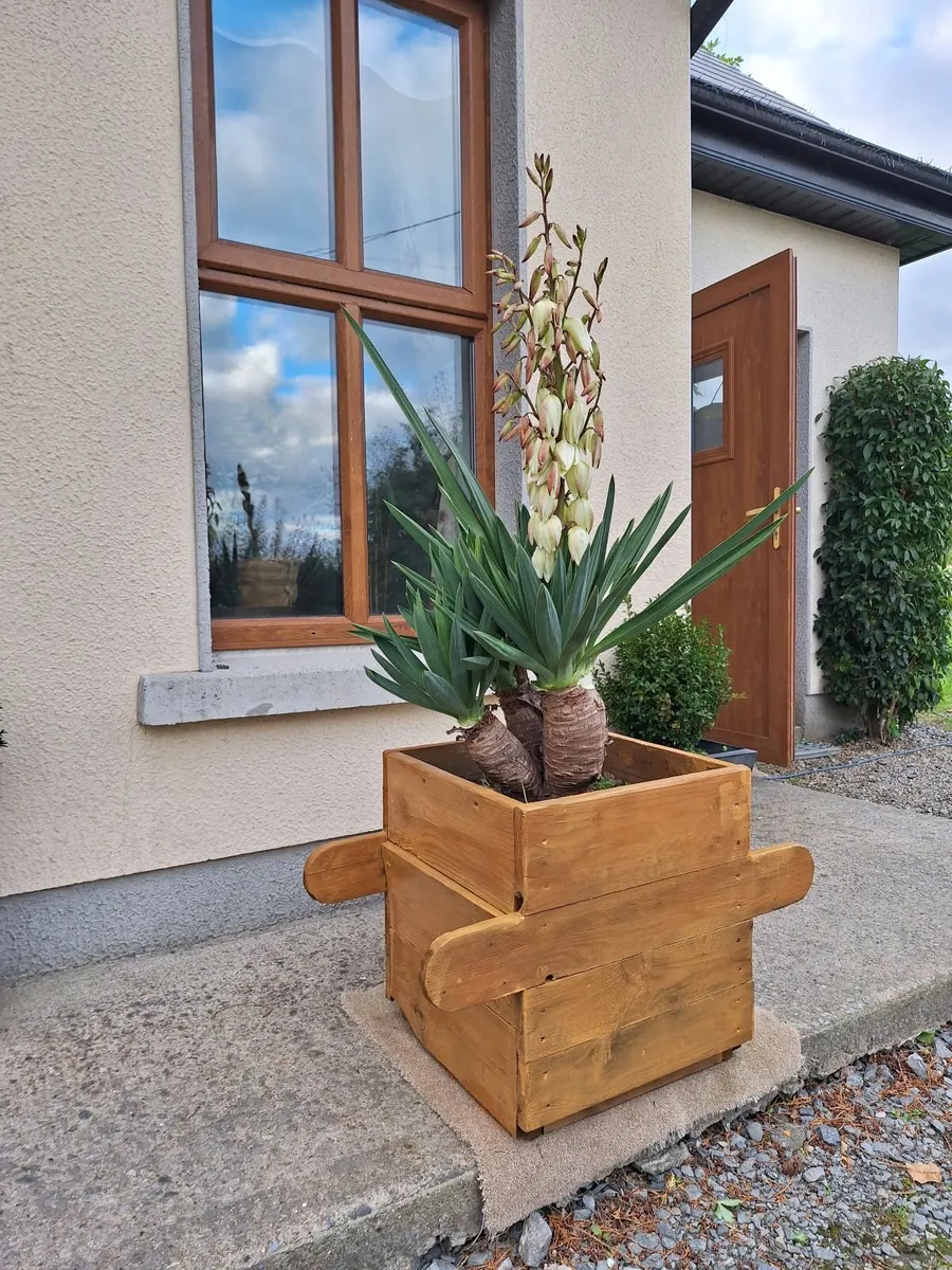 Yucca Gloriosa  / Palm tree x 3 - Image 1