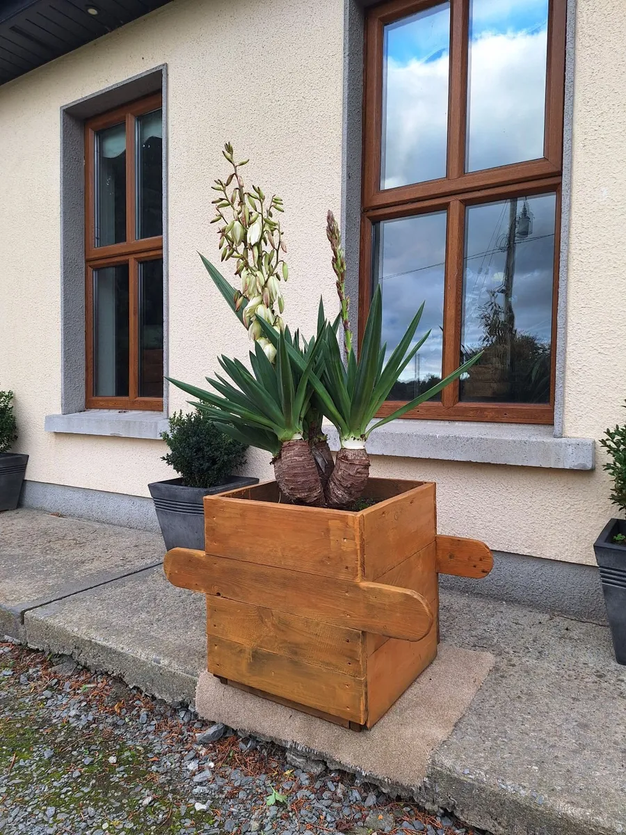 Yucca Gloriosa  / Palm tree x 3 - Image 2