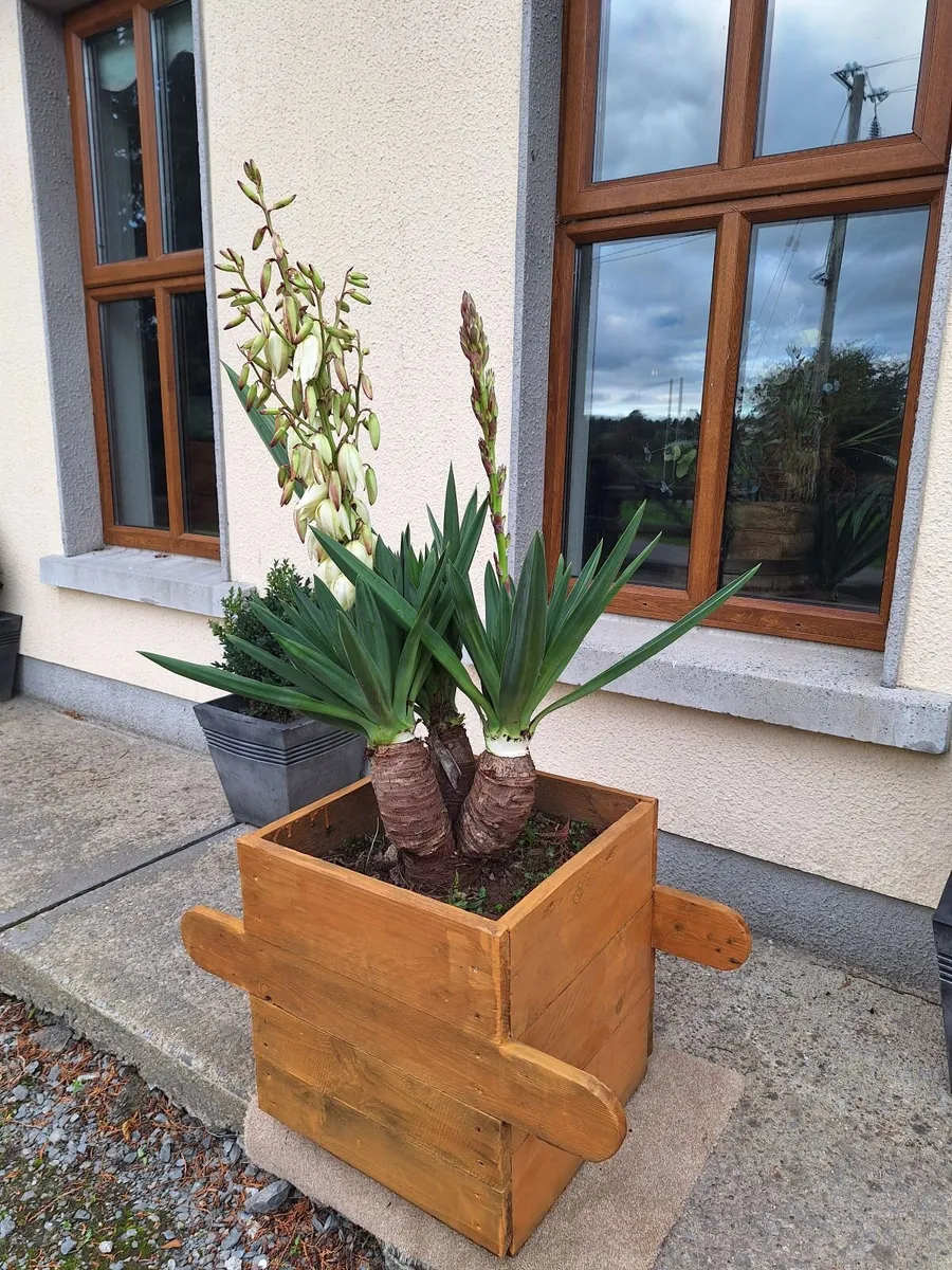 Yucca Gloriosa  / Palm tree x 3 - Image 2