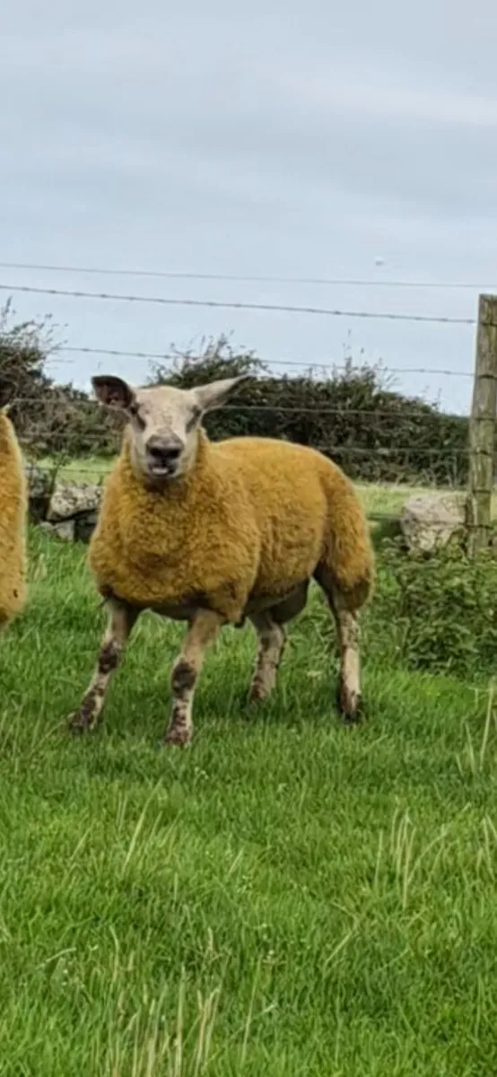 Ram Lamb - Image 2