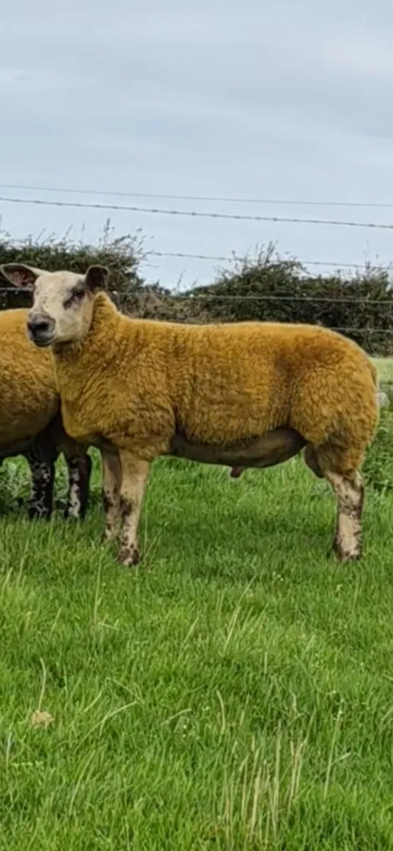 Ram Lamb - Image 3