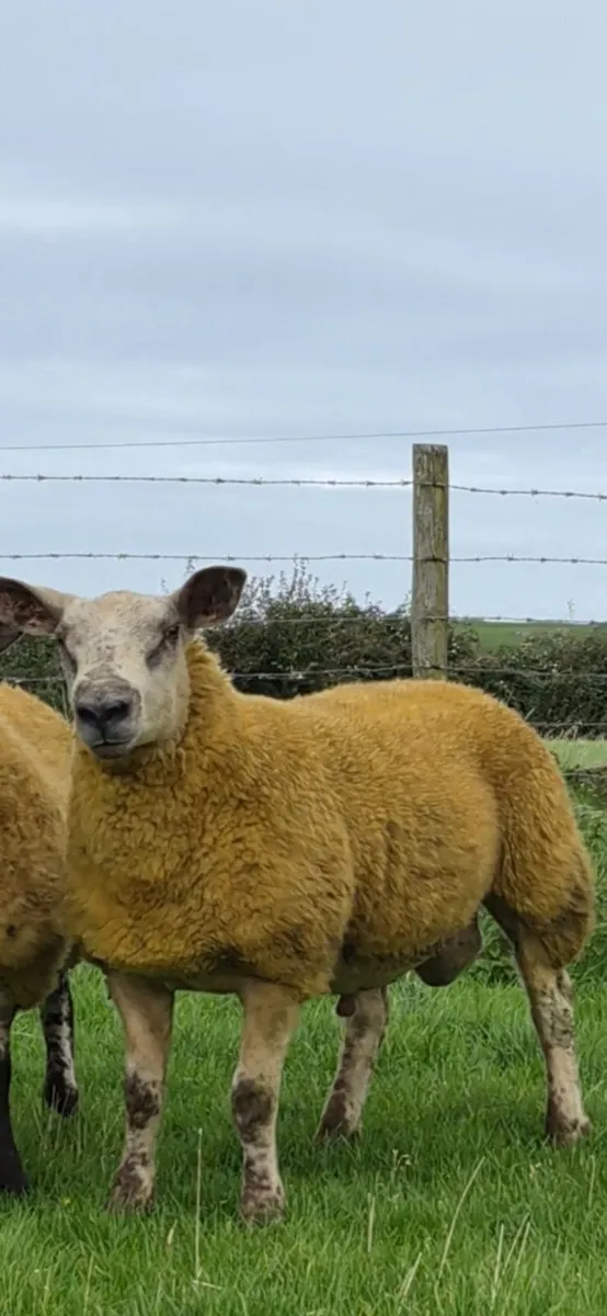 Ram Lamb - Image 1