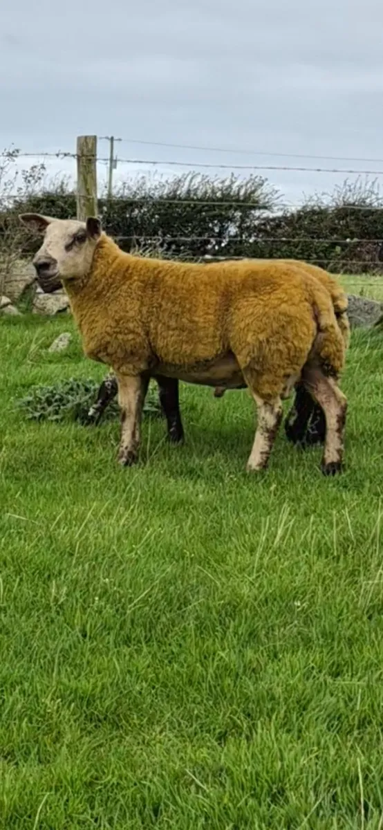 Ram Lamb - Image 4
