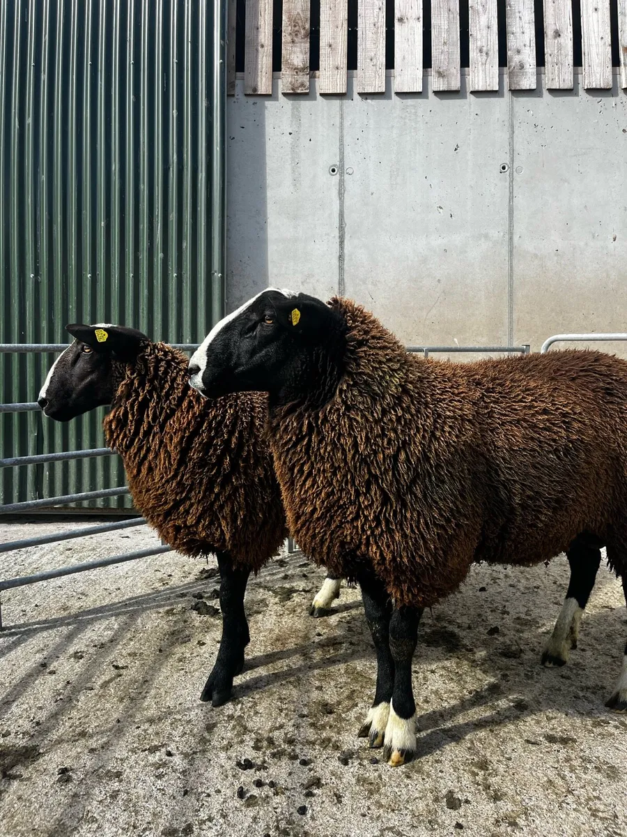 Pedigree Zwartble Ram Lambs - Image 1